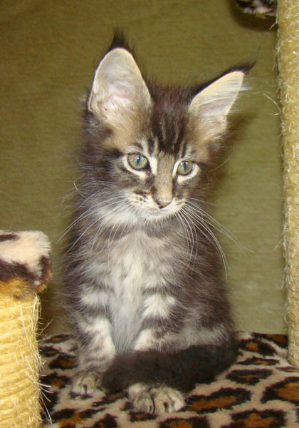     Catsvill County!   !    !       !!!    Catsvill County +7-926-544-74-09     .   ,   ,   ,    ,   ,  ,     ,   -,    ,   !
